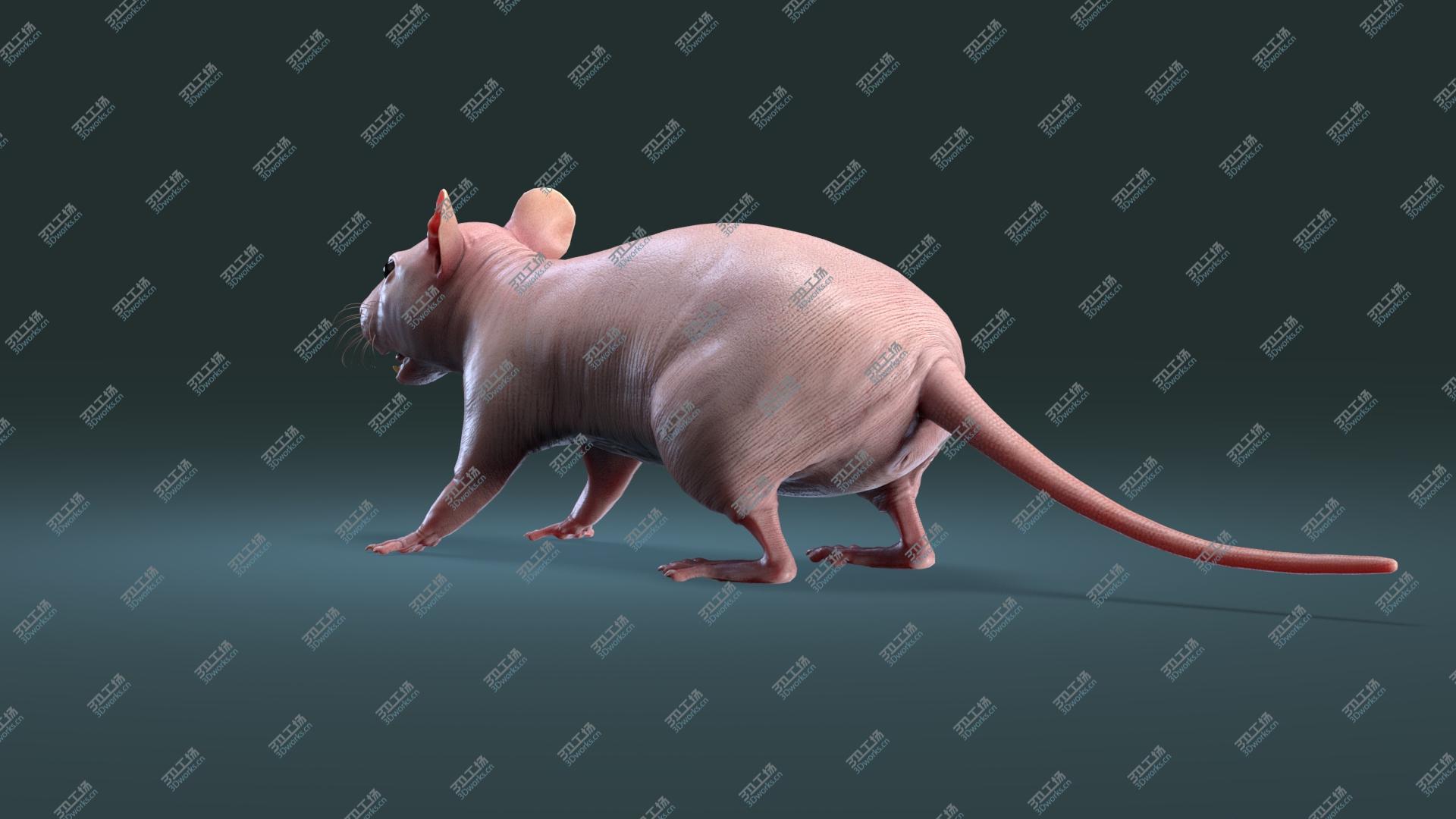 images/goods_img/2021040163/Rat Hairless 3D/4.jpg